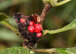 Image result for Stipularia