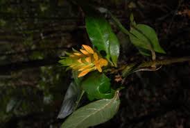 Image result for Justicia buchholzii