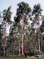 Image result for Eucalyptus tereticornis