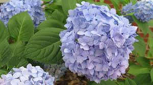 Incidentally, this plant will do okay in partial shade, though it won't. Shrub Care Tips How To Care For And Maintain Shrubs