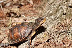 Image result for Brachystegia allenii × boehmii