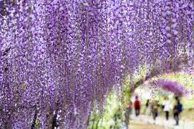 How Long Does It Take Before A Wisteria Plant Blooms For The First Time In 2020 Wisteria Plant Chinese Wisteria Wisteria