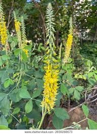 Image result for Crotalaria torrei