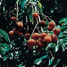 Image result for Sapindaceae