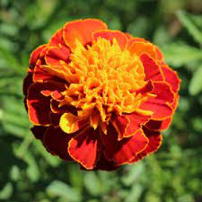 Pin On Garden Flowers