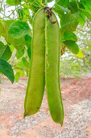 Image result for Canavalia