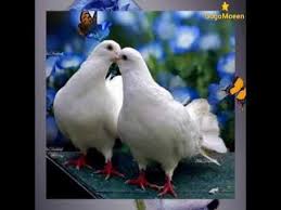 حبيبي صباح الخير Youtube Beautiful Morning Artist Album Cute Love Quotes