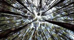 Nah, jarak kedua tempat ini cukup jauh lho. Wisata Hutan Pinus Cikole Lembang Pal 16