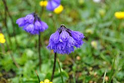 Image result for Mimulopsis excellens