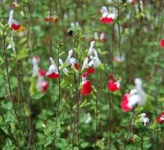 Whether you're seeking a stay in central london or a break in the countryside. Pin On Dog Resistant Plants