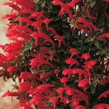 The dolphin plant is known by many other names. Pin On I Want To Grow