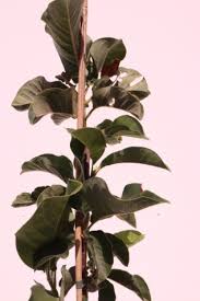 'vulcan' blooms at a young age, but flowers may not take on their full color for a few years. Magnolia X Soulangeana Vulcan Wholesale Plant Nursery Melbourne