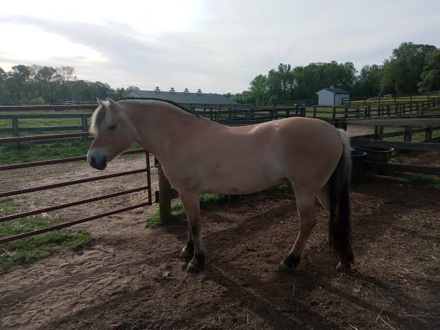 Fjord moment : r/Horses