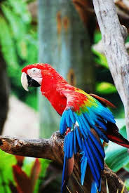 Passions Et Partage Les Oiseaux L Ara Rouge Ara Rouge Oiseaux Coloriage Perroquet