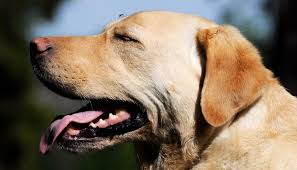 This means 15% of these bites end up being benign. How To Identify And Treat Bug Bites On Dogs Natural Dog Company