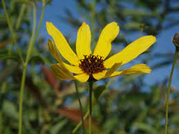 Check spelling or type a new query. Coreopsis Tripteris Tall Tickseed Native Plants Of North America