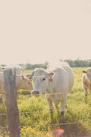 White Cattle Looks Like Cherolet Heifers Animals Animals Beautiful Farm Animals