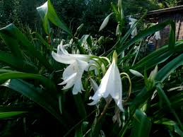 Image result for Crinum jasonii