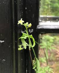 Image result for Kedrostis nana