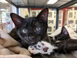 Cats in the cradle po box 753 alpharetta, ga. Atlanta Humane Society 981 Howell Mill Rd Nw Atlanta Ga Animal Shelters Mapquest