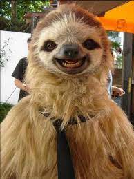 Sloth Tastic Look At Those Teeth And Brown Eyes Smiling Animals Happy Animals Sloth