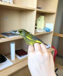 Image result for Kedrostis abdallai