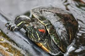 Top and bottom of the shell. 6 Best Pet Turtles For Beginners Find The Right Pet Turtle
