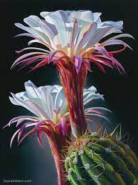 'in full bloom' wins oldenburg independence award 16 september 2019 | the hollywood reporter. Limited Edition Prints On Canvas Archives Dyana Hesson Cactus Flower Painting Cactus Paintings Flower Painting