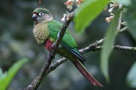 Birds Of Middle Tennessee Pin On Birds 3