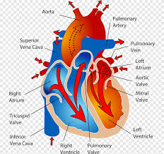 Das Herz Kreislaufsystem Kreislaufsystem Herz Anatomie Des Menschlichen Korpers Herz Anatomie Kunst Png Pngegg