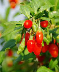 C'est même grâce à sa grande teneur en antioxydants que ce fruit a le vent en ces baies contiennent de multiples protéines et glucides de quoi faire le plein de sucre et augmentera votre glycémie. Baie De Goji Culture Entretien Et Bienfaits