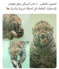 Pin By حذامي حسين On الطبيعة In 2021 Pets Animals Fish Pet