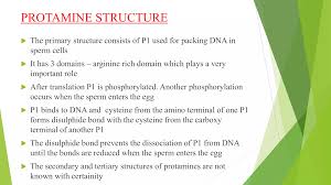Image result for Protamine