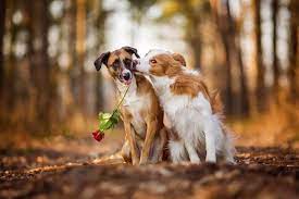 Dogs In Love Animals Dogs Dog Love