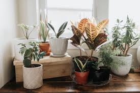 Plant inventory