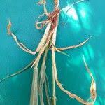 Image result for Eriochloa meyeriana