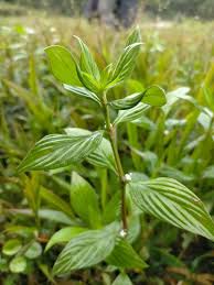 Image result for Spermacoce ruelliae