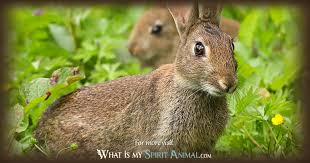 In the chinese myth chang'e flying to the moon, the jade rabbit pounding chinese herb medicines under an osmanthus tree means helping to bring good luck to the people on. Rabbit Symbolism Meaning Spirit Totem Power Animal