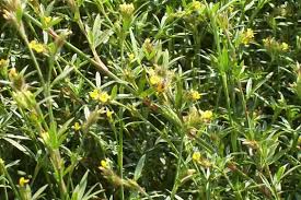 Image result for Stylosanthes fruticosa