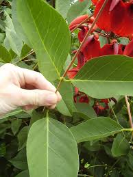 Image result for Erythrina crista-galli