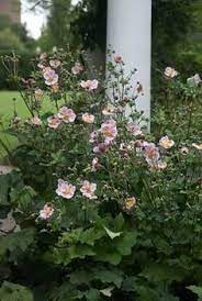 Anemone Robustissima Bluestone Perennials Perennials Shade Garden Anemone