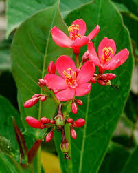 Price and other details may vary based on size and color. 26 Flowers That Bloom All Year Round Permanent Flowering Plants