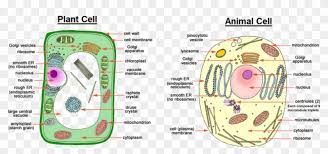 We did not find results for: Image Showing Difference Between Animal Cell And Plant Animal And Plant Cell Easy Drawing Hd Png Download 957x405 3382652 Pngfind
