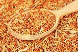 Que Comen Los Canarios Consejos Miscota