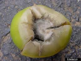 Image result for Botrytis cinerea