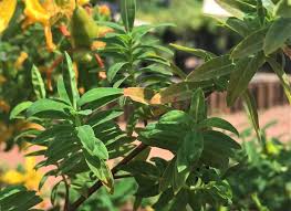 Image result for Hypericum revolutum