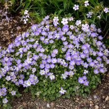 Image result for Carvalhoa campanulata