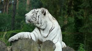 Some people think that the bright and beautiful striped coats of the tigers look much better in the living room of their houses, like carpets or lining of some household. Download Wallpaper 1600x900 White Tiger Bengal Tiger Predator Widescreen 16 9 Hd Background