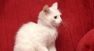 Accepted for championship in tica in 1979. Turkish Angora Cat Names 150 Ideas For Your White Beauty