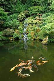 Japanese Gardens Koi Ponds Google Search Japanesegardening Origin And History In Densely Populated C Japanese Garden Portland Japanese Garden Koi Pond